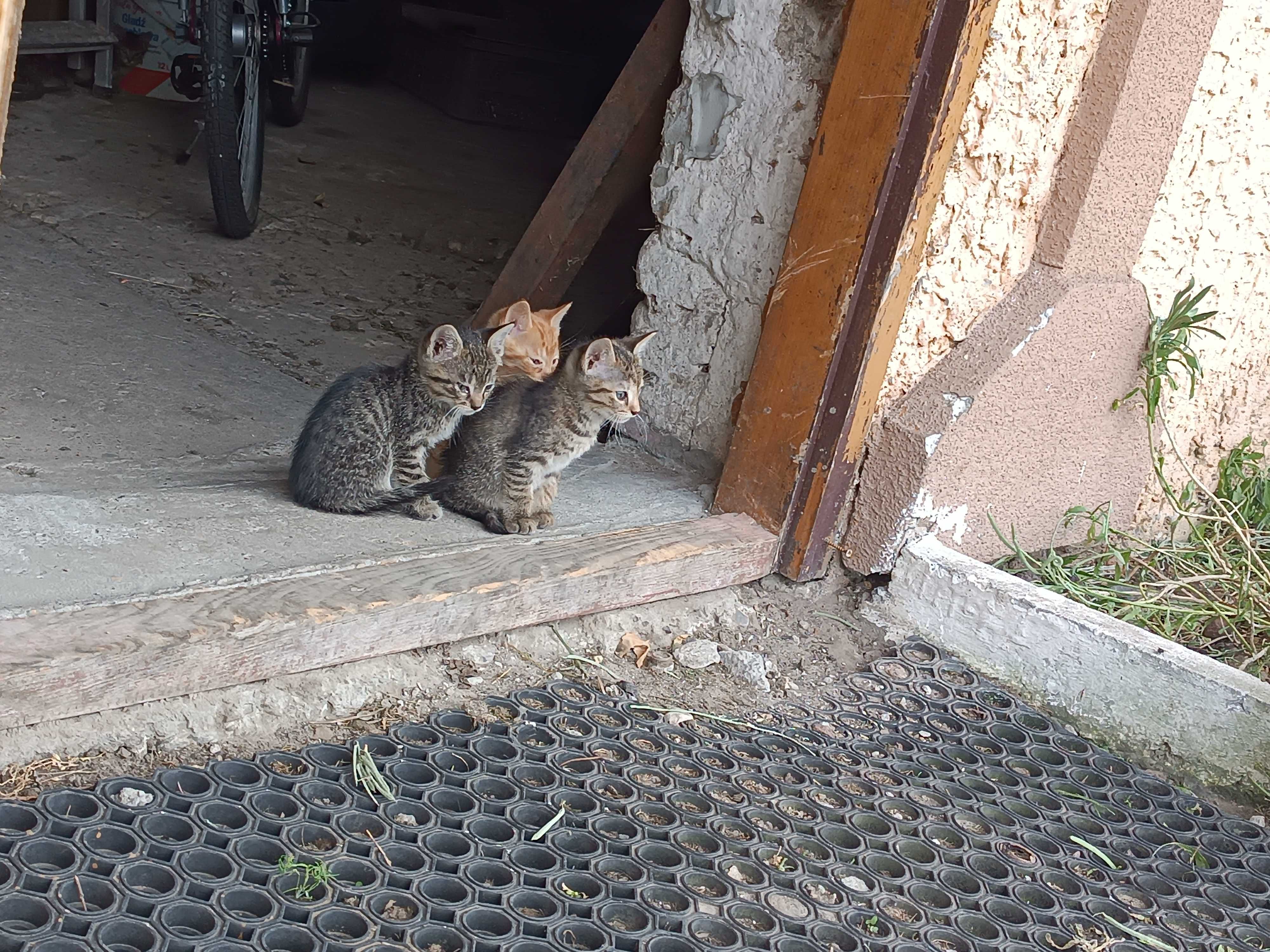 Kotki kotki oddam za darmo