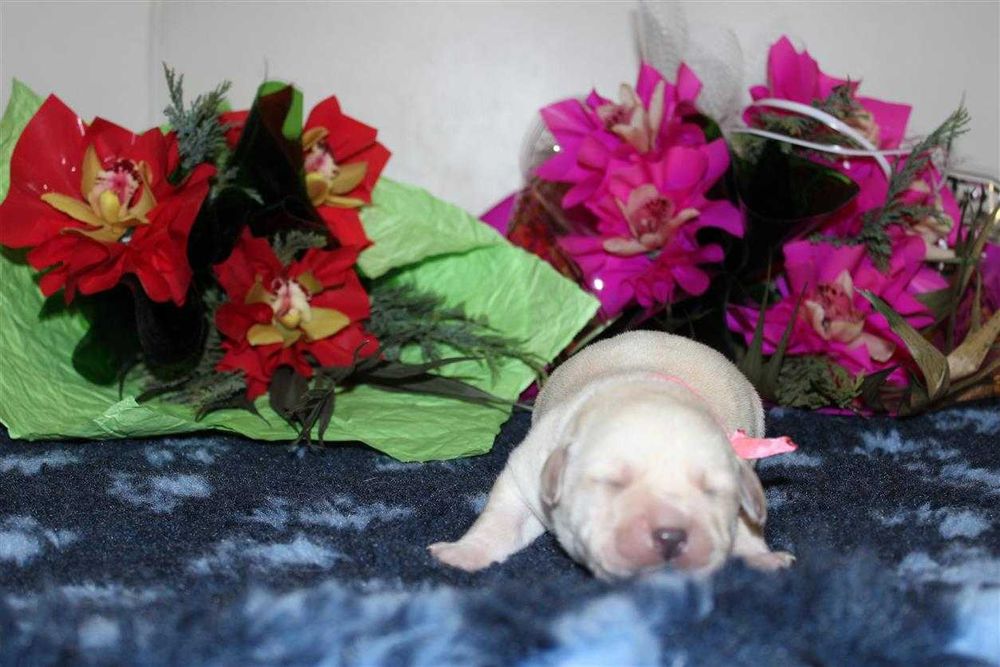 Лабрадор ретривер