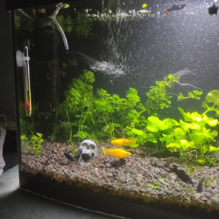 Limnophilia sesiliflora