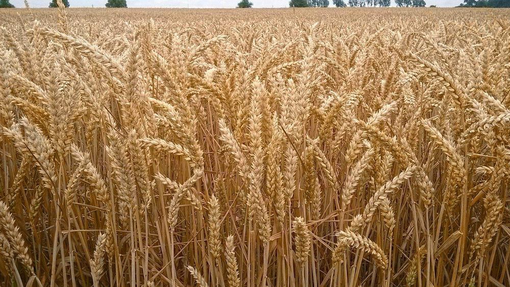 Pszenica ze zbiorów 2025