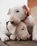 SUCZKA Bulterier STANDARD biały szczeniak (Bullterrier)