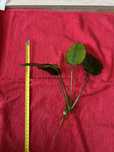 Anubias spora roslinka