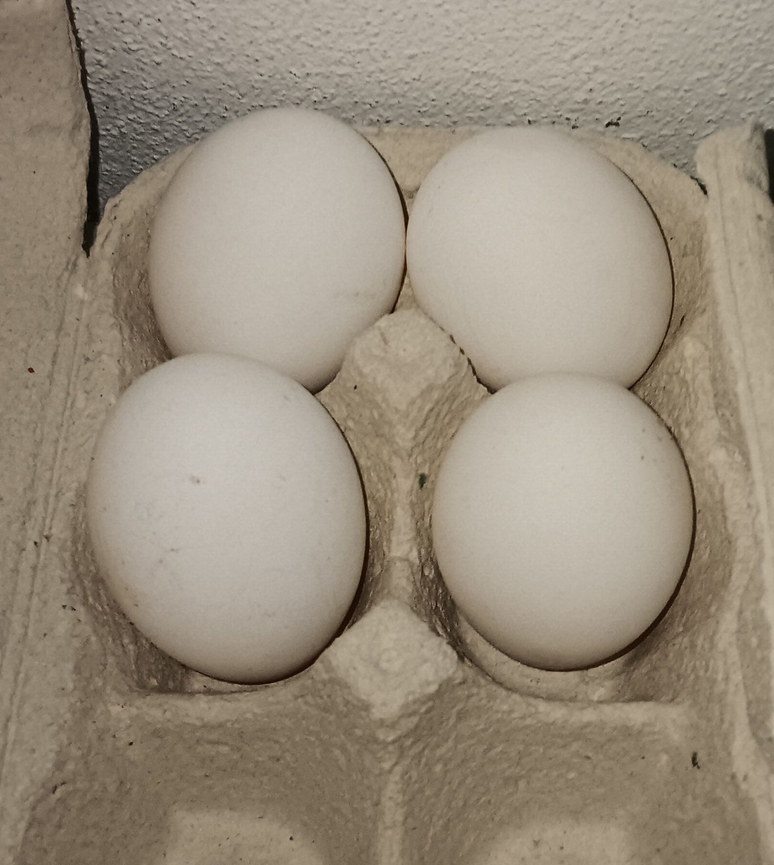 Ovos e pintos leghorn