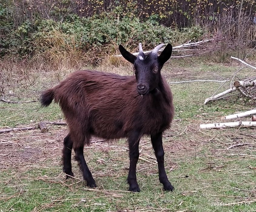 Коза, молоденька.