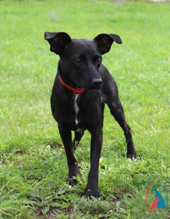 Mały młody piesek Tami szuka domu!