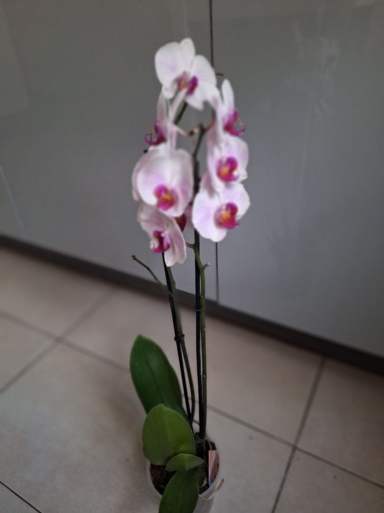 Kwiat storczyk orchidea