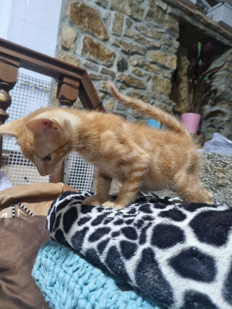 Gatinho bebé para adopção