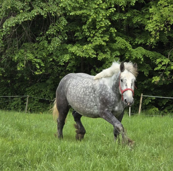 Perszeron siwa klacz zaźrebiona 3 lata