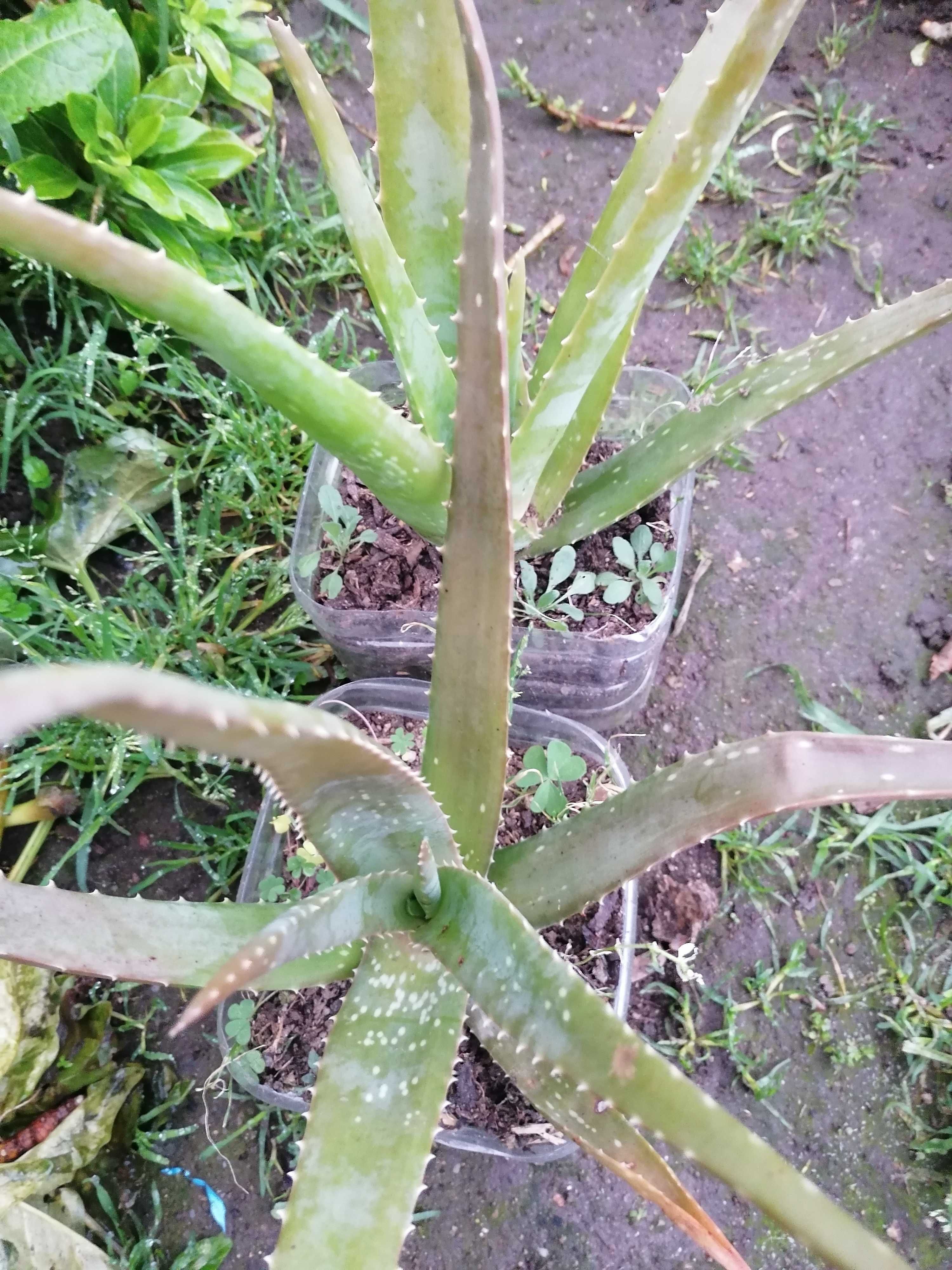 Suculentas aloe vera