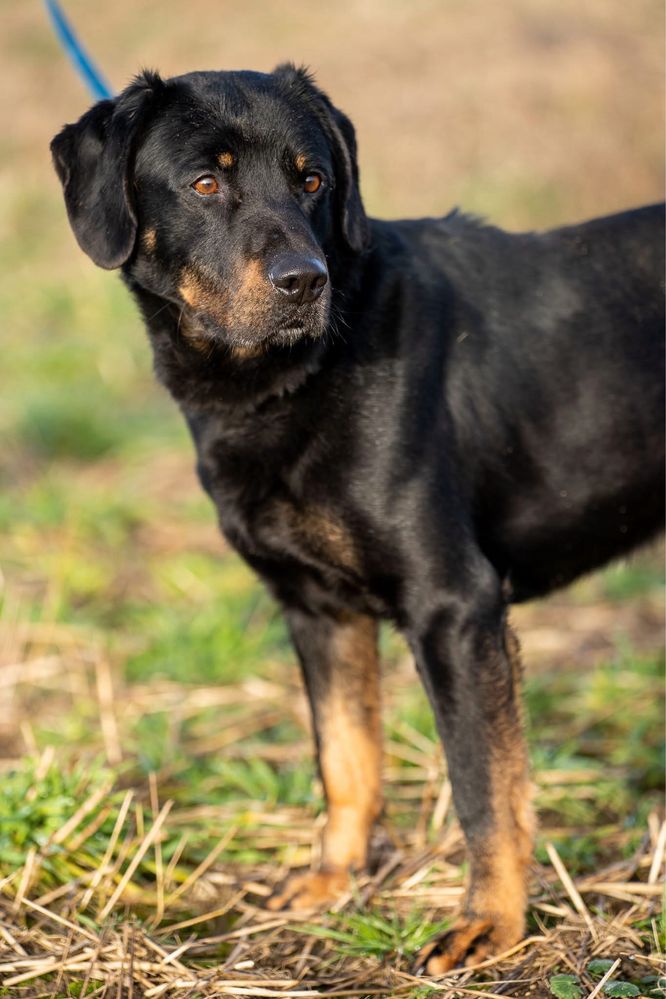 Karmel, młody pies w typie: gończy ale z charakteru labrador, retriver