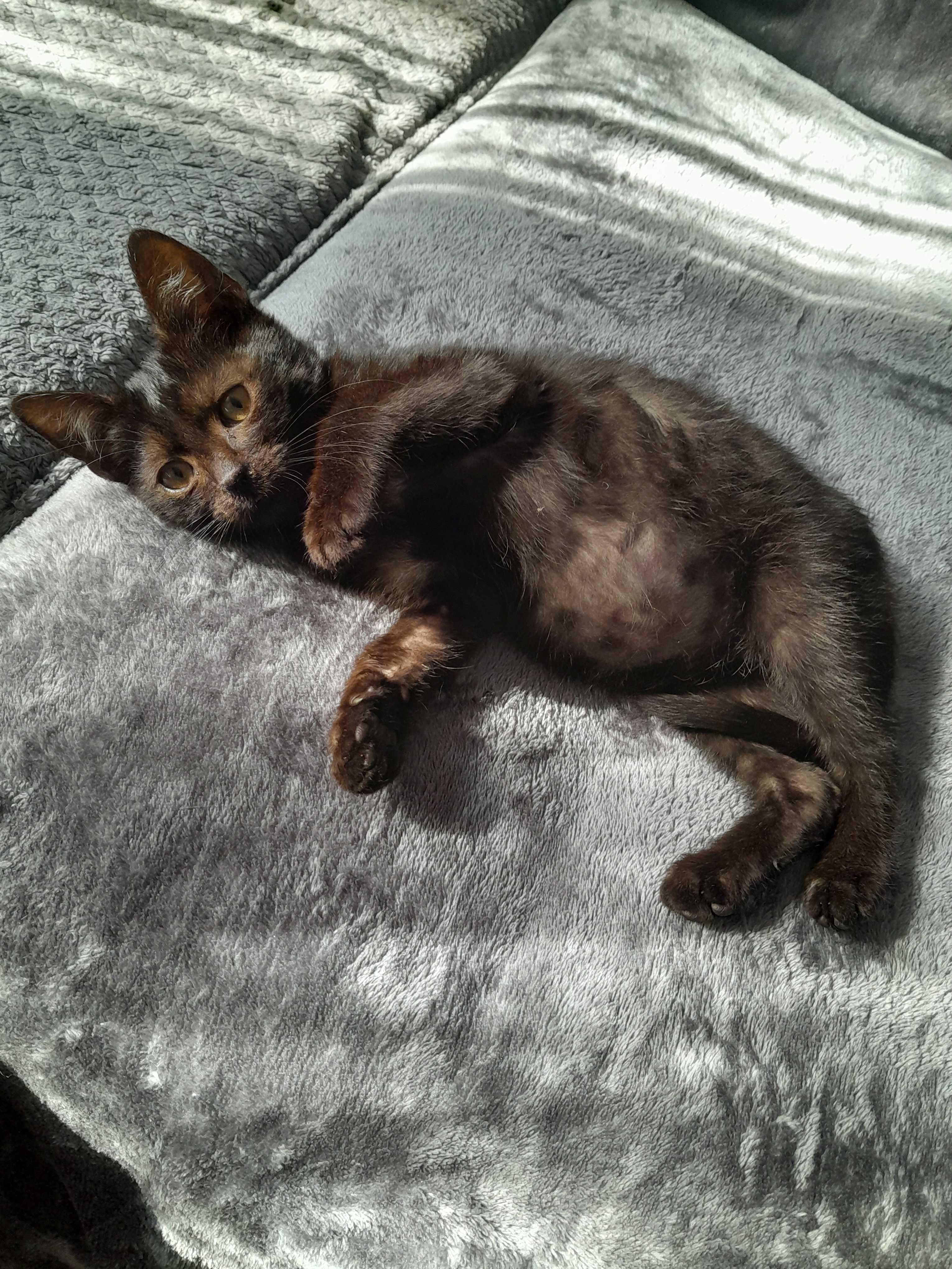 Kocięta do adopcji