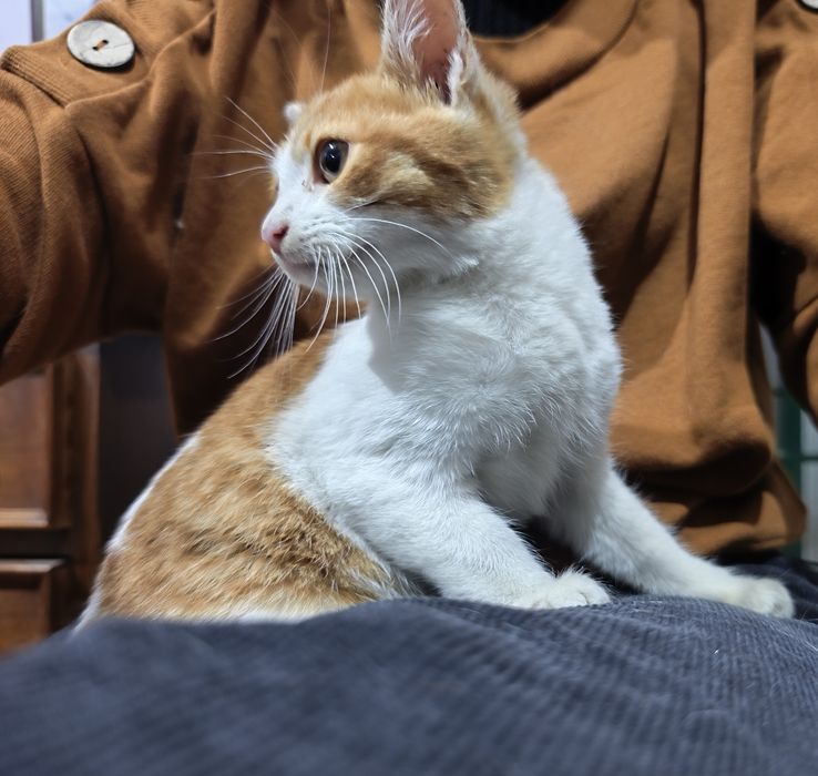 Adoção responsável