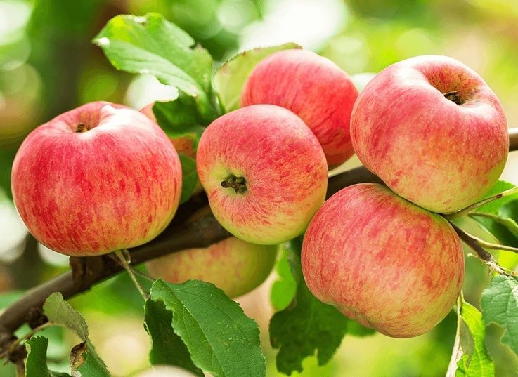 Sprzedam jabłka ekologiczne