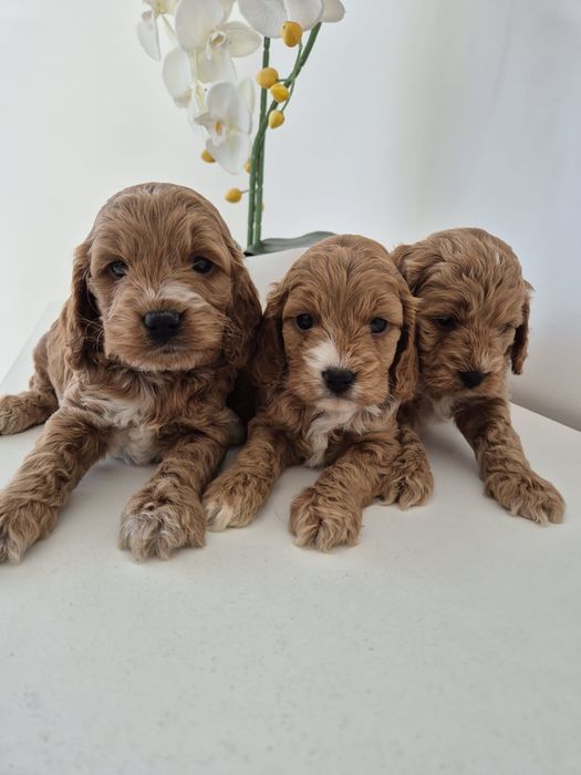 Cockapoo f1 Cocker spaniel - Pudel