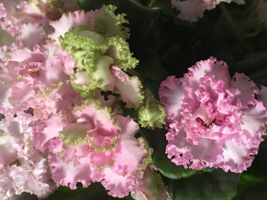 Продам фиалку Irish Cream