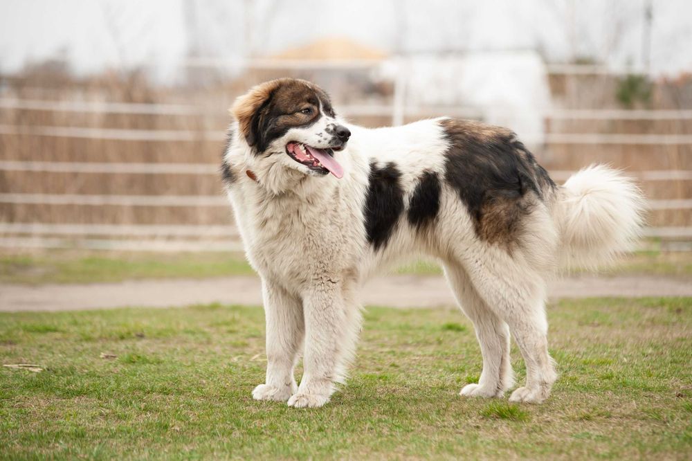 Tornjak Bośniacko Chorwacki pies pasterski reproduktor