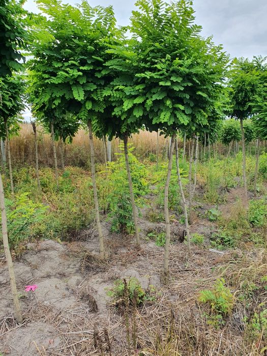Akacja Robinia Kulista/ 8-20cm obw/  Alejowa UMBRACULIFERA