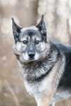 Manfred mix owczarka z husky do adopcji