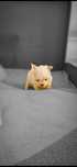 Maltipoo mini piekny wlos