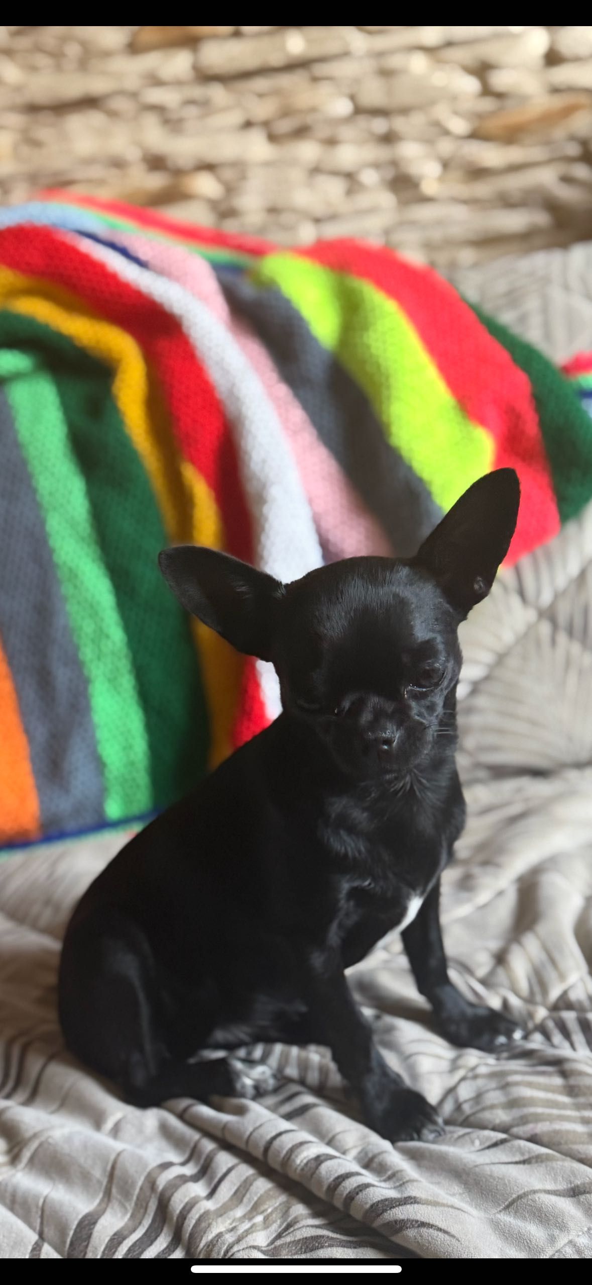 Chihuahua suczka śliczna czarna