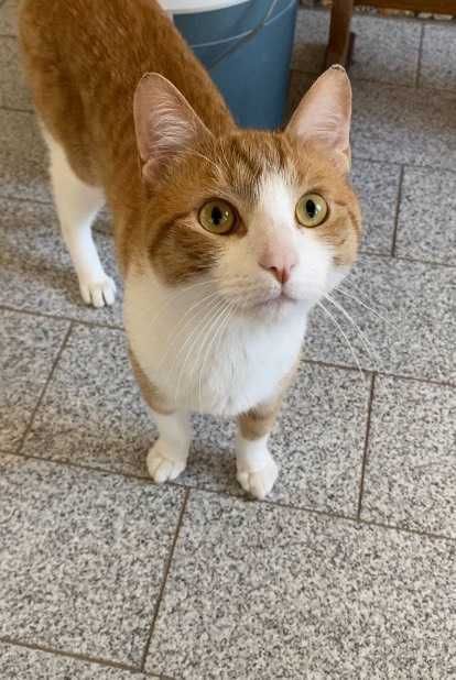 CASTRADO | Macho juvenil disponível para adoção responsável