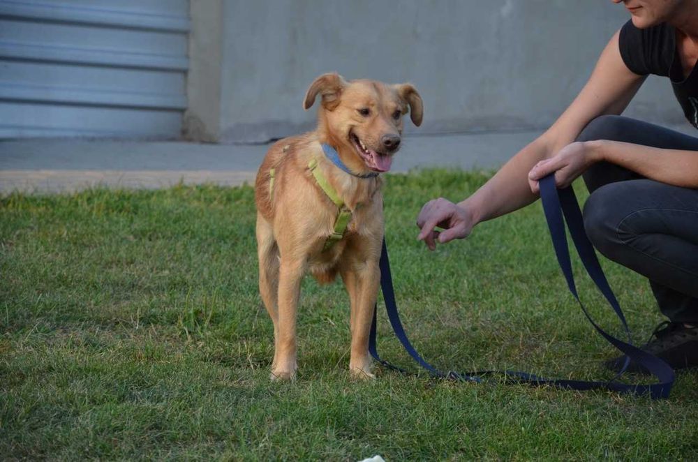 Karolek mały śliczny rudy piesek błaga o miłość ADOPCJA