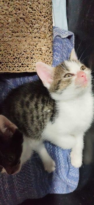 Smerf Laluś do adopcji