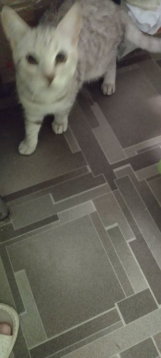 Шотландские чистокровные котята от клубного папы кота.