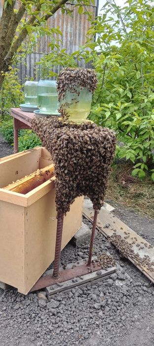 Продабться бджоли "Карпатка"