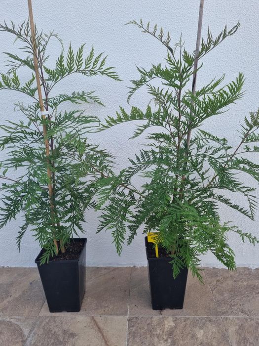 Grevillea robusta – Árvore Ornamental e de Sombra