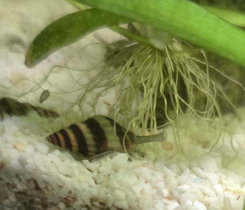 Ślimak helenka, ślimaki