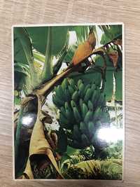 Pocztówka kartka Banana John Wagner Collection