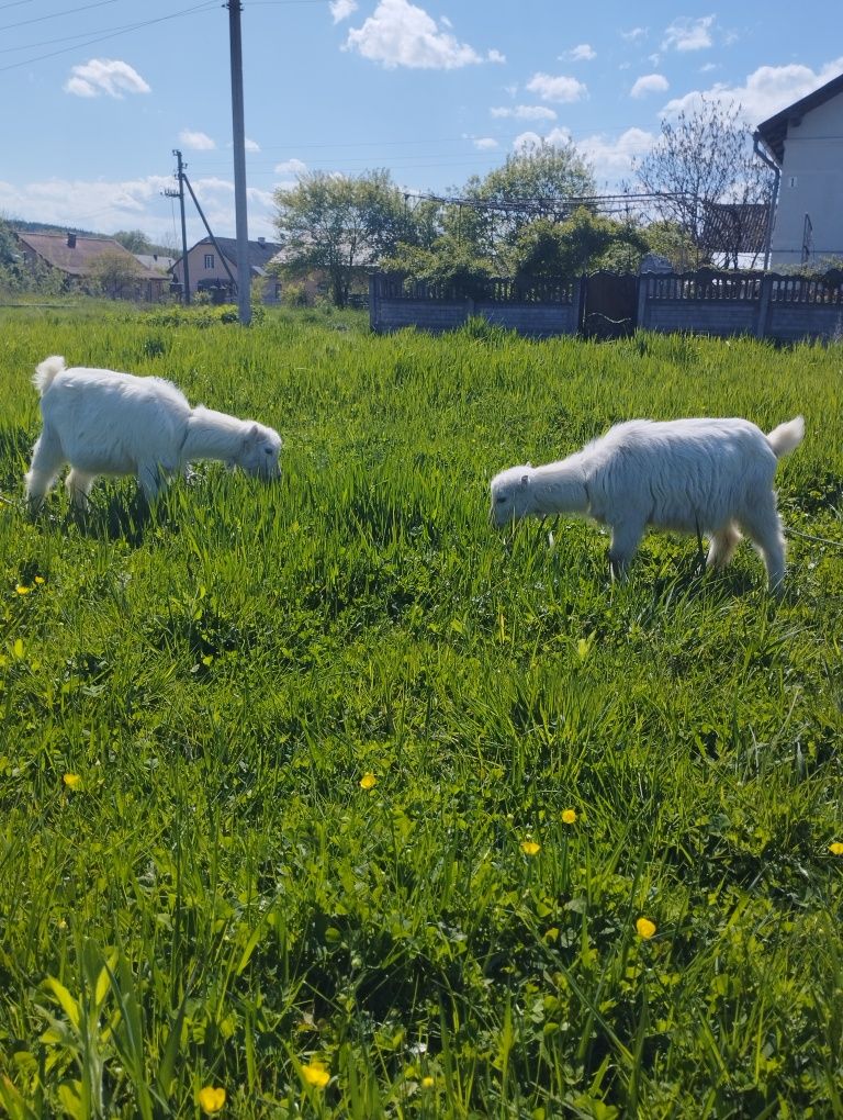 Продаются козенята