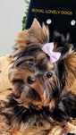 Yorkshire terrier piesek laluś 2kg