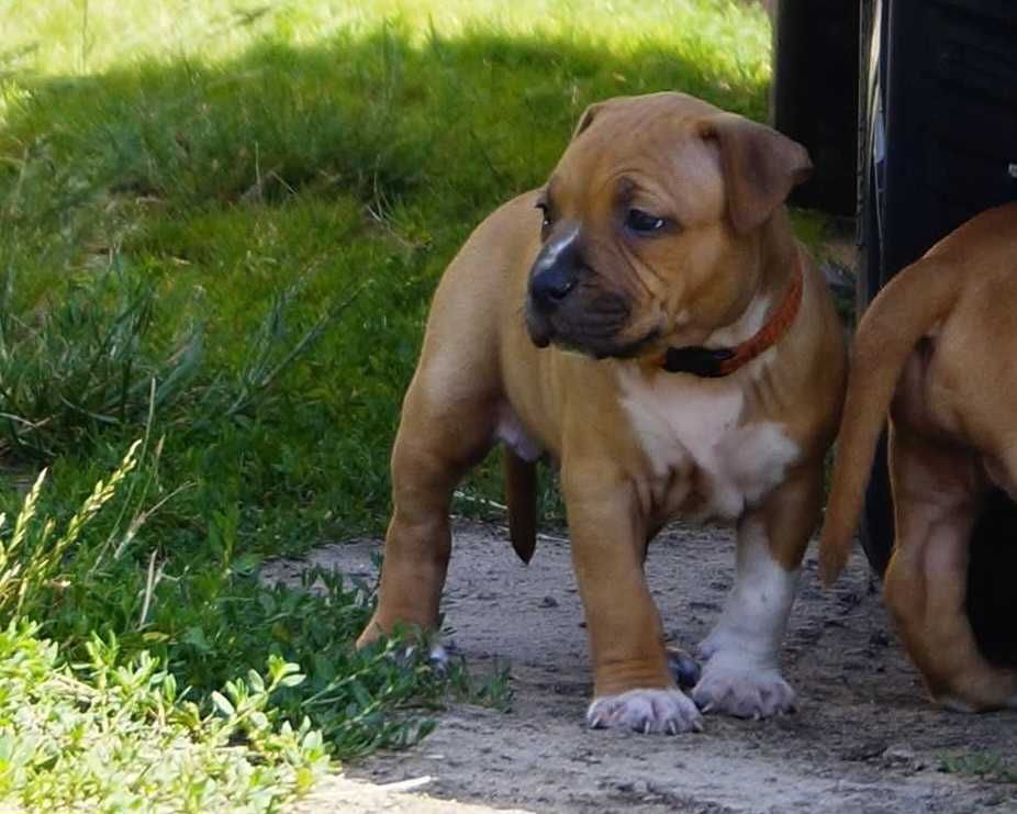 Amstaff szczeniaki. Z rodowodem FCI, Sunia Esha