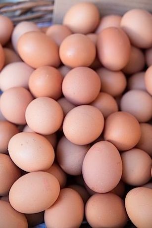 Фокс чик импорт ,Украина и много других видов кур , яйца инкубационные