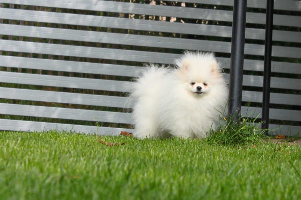 Szpic Miniaturowy Pomeranian Suczka ZkwP/FCI w typie Misia