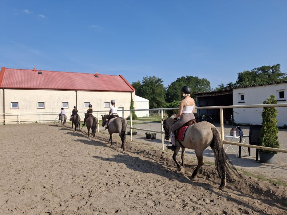 Koniki polskie odsadki od hodowcy ogierek i klaczki