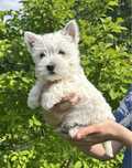 Sprzedam pieska West Highland White Terrier