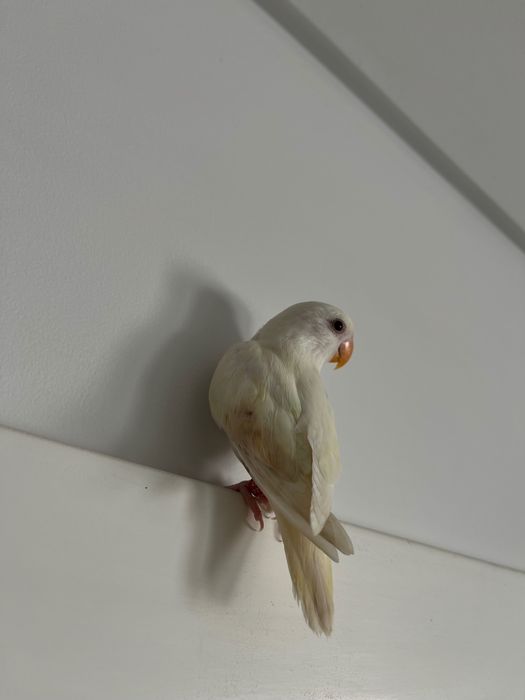 Pássaro Roseicollis