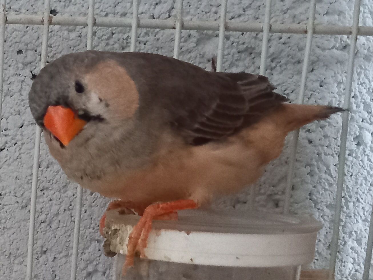 Mandarins várias mutações, de bom porte, preço especial para lote.
