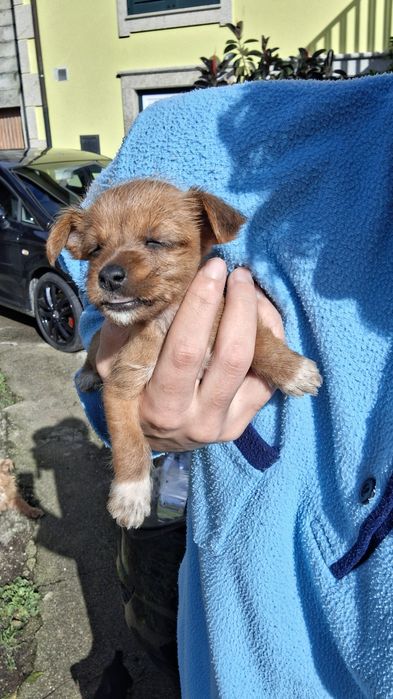 Dá-se cafezinhos bebés