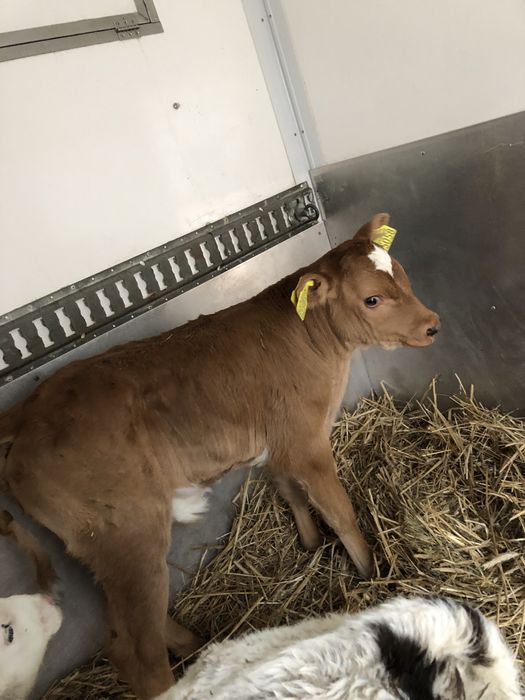 Polskie cielęta w ciągłej sprzedazy