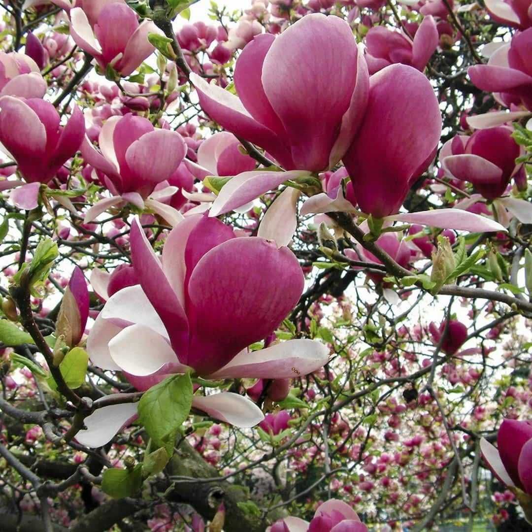 Magnolia KRZEWY Magnolie