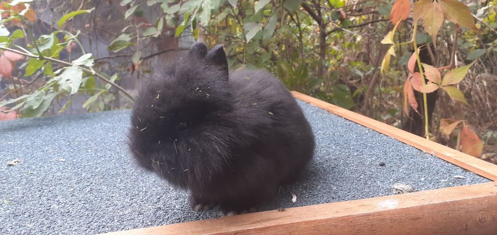 Króliczki malutkie czarnusie