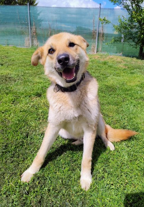 Adoptuj Oskarka przed zimą