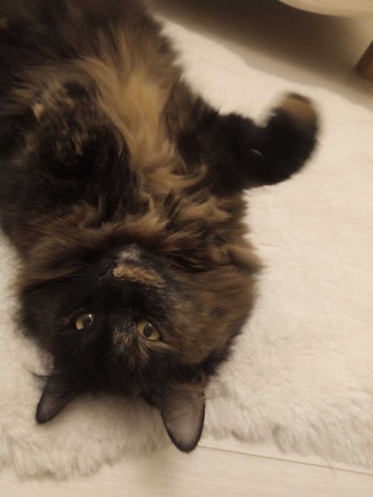 Загубилась кішка Мотря