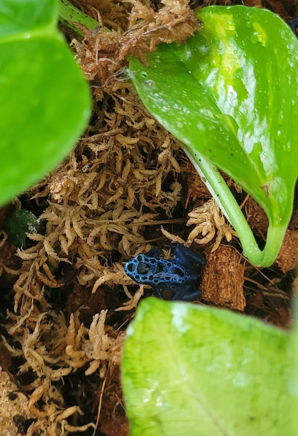 Drzewołazy Różne Odmiany (azureus, leucomelas, tinctorius)