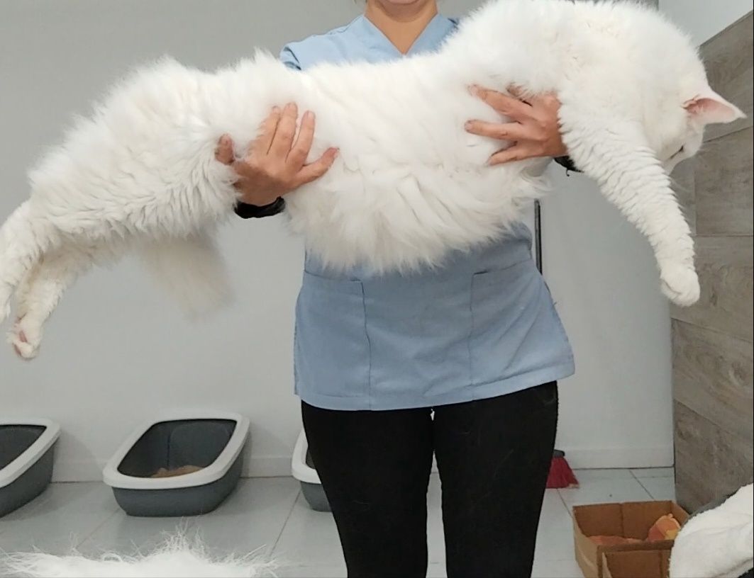 Petsitting/auxiliar de veterinária ao domicilo