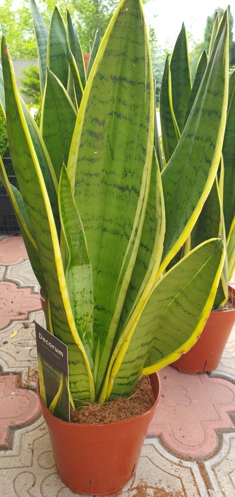 Сансевієрія Перл Янг Sansevieria Pearl Young